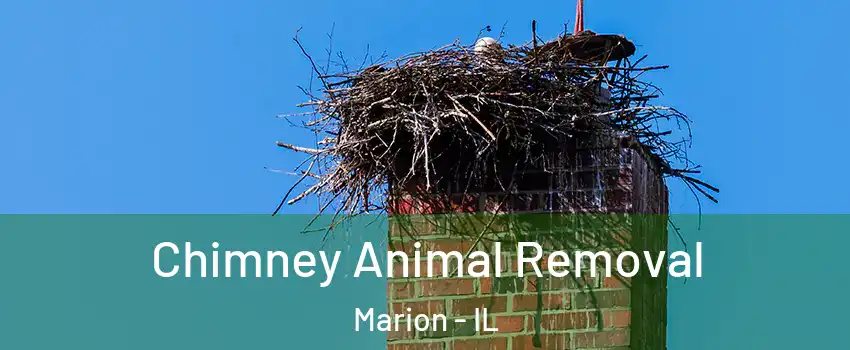 Chimney Animal Removal Marion - IL